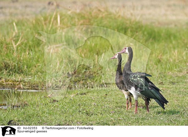 Sporengnse / Spur-winged geeses / HJ-02353