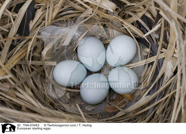 European starling eggs / THA-03463