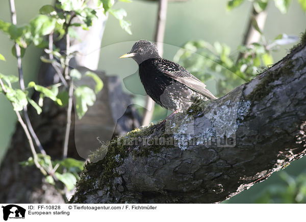 European starling / FF-10828