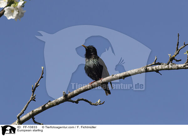 European starling / FF-10833