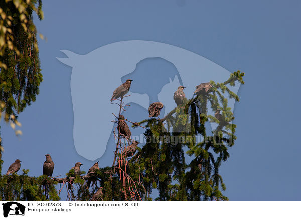 European starlings / SO-02873