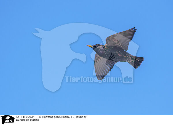 European starling / FH-02034