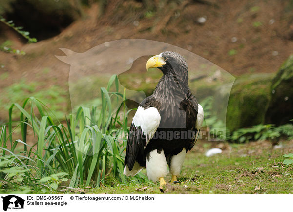 Stellers sea-eagle / DMS-05567