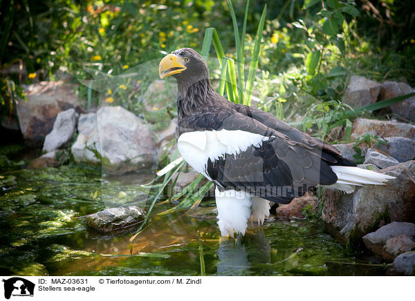 Stellers sea-eagle / MAZ-03631