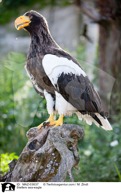 Stellers sea-eagle / MAZ-03637