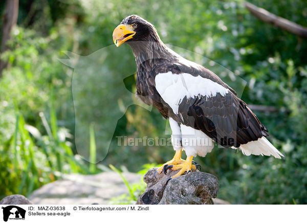 Stellers sea-eagle / MAZ-03638