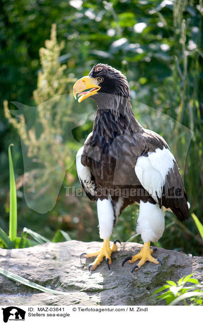 Stellers sea-eagle / MAZ-03641
