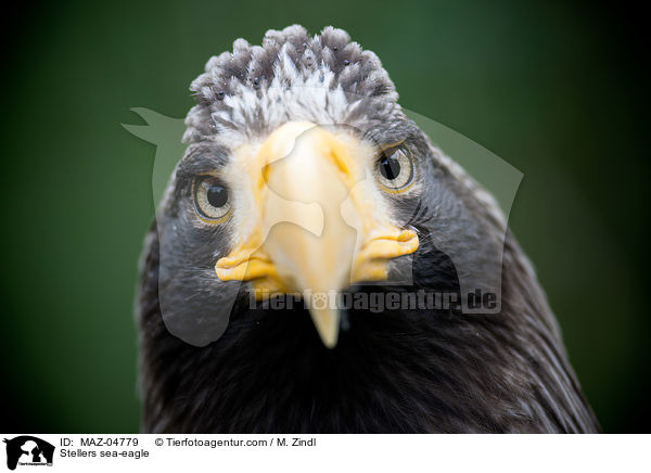 Stellers sea-eagle / MAZ-04779