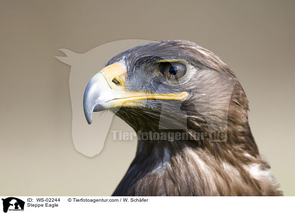 Steppe Eagle / WS-02244