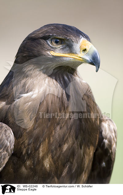 Steppe Eagle / WS-02246