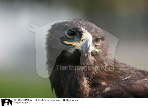 steppe eagle / SKO-01065