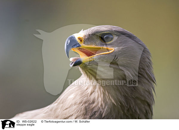 steppe eagle / WS-02622