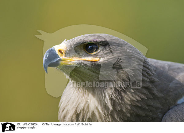 steppe eagle / WS-02624