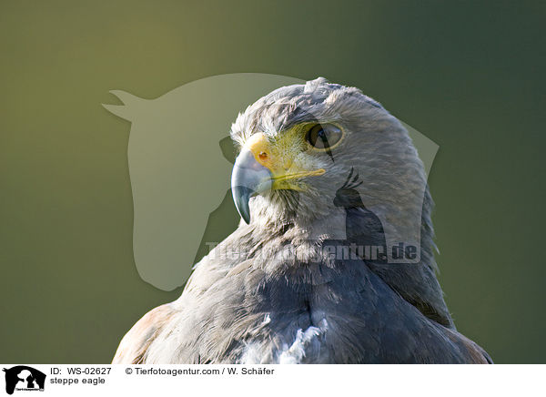 steppe eagle / WS-02627