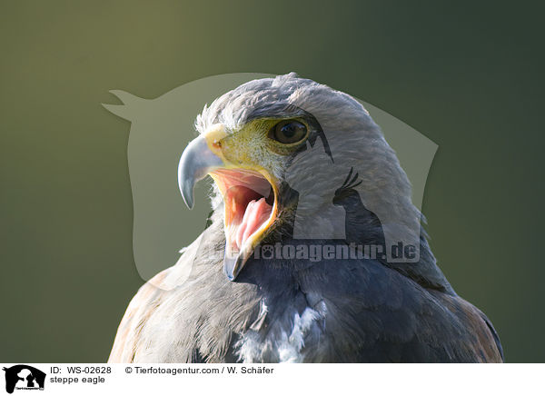 steppe eagle / WS-02628