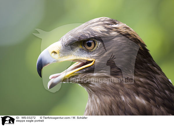 Steppenadler Portrait / steppe eagle portrait / WS-03272