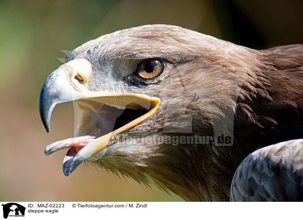 steppe eagle / MAZ-02223