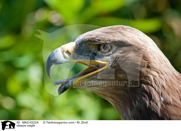 steppe eagle / MAZ-02224