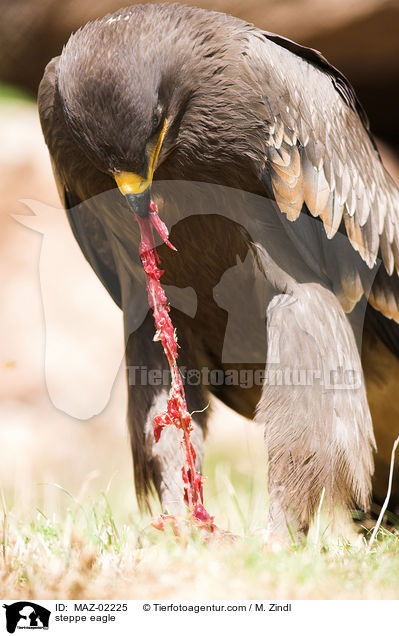 steppe eagle / MAZ-02225