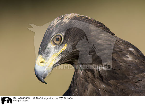 steppe eagle / WS-03585