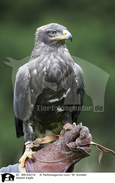 steppe eagle / WS-04218