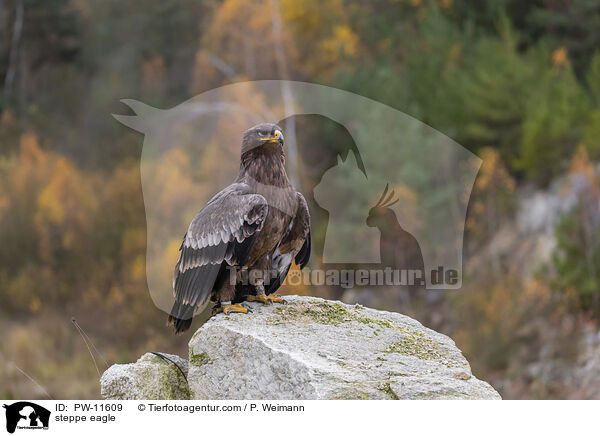 Steppenadler / steppe eagle / PW-11609