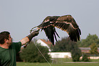 steppe eagle