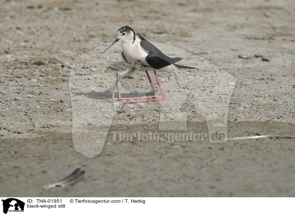 black-winged stilt / THA-01951