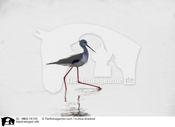 black-winged stilt / MBS-16155