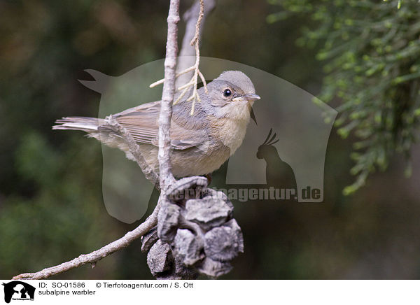 Weibartgrasmcke / subalpine warbler / SO-01586