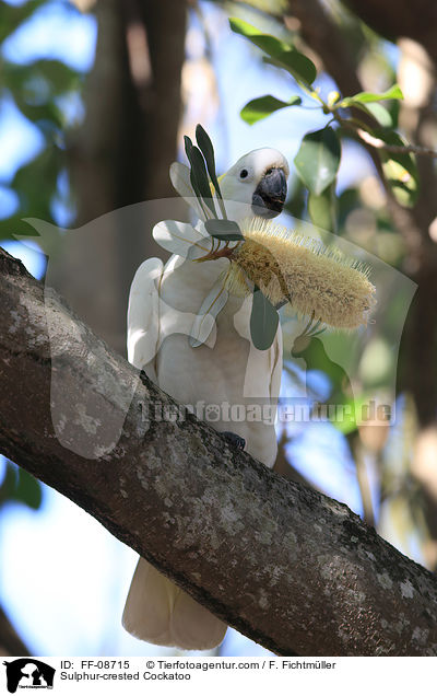 Sulphur-crested Cockatoo / FF-08715