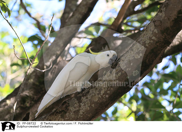 Sulphur-crested Cockatoo / FF-08722