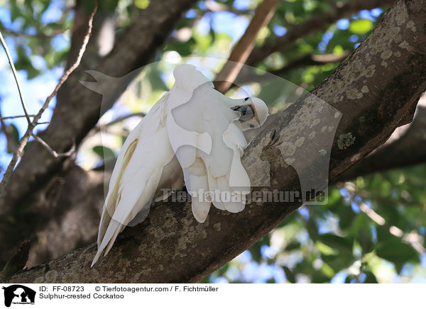 Sulphur-crested Cockatoo / FF-08723