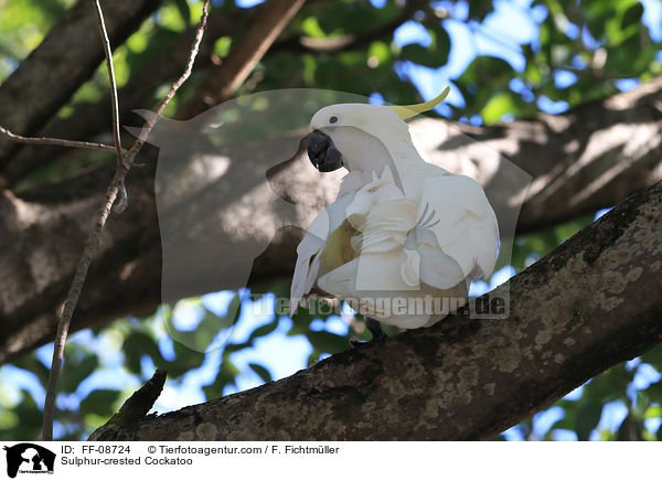 Sulphur-crested Cockatoo / FF-08724