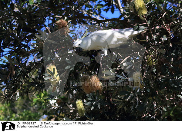 Sulphur-crested Cockatoo / FF-08727
