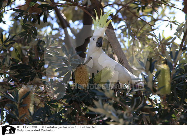 Sulphur-crested Cockatoo / FF-08730