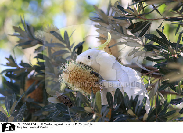 Sulphur-crested Cockatoo / FF-08734