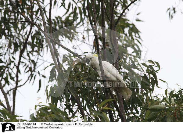 sitting Sulphur-crested Cockatoo / FF-09174