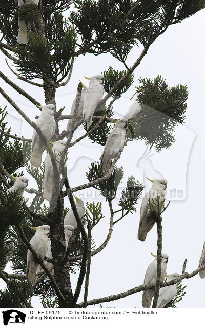 sitting Sulphur-crested Cockatoos / FF-09175