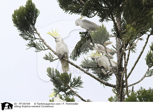 sitting Sulphur-crested Cockatoos / FF-09184