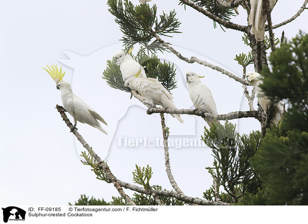 Sulphur-crested Cockatoos / FF-09185