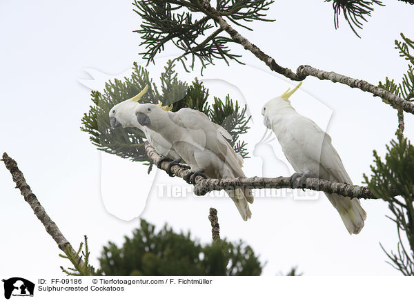 Sulphur-crested Cockatoos / FF-09186