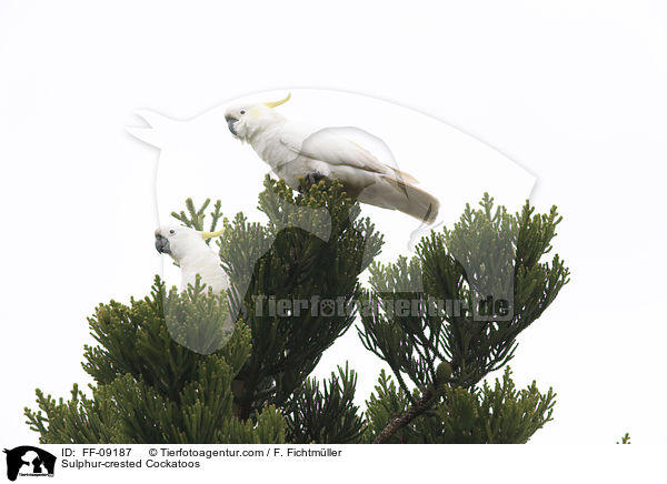 Sulphur-crested Cockatoos / FF-09187