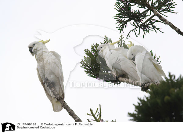 Sulphur-crested Cockatoos / FF-09188