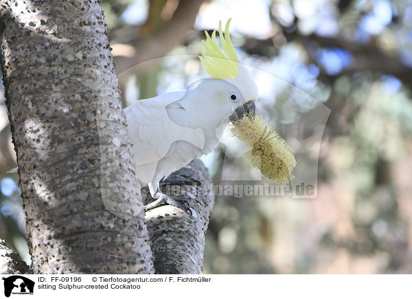 sitting Sulphur-crested Cockatoo / FF-09196