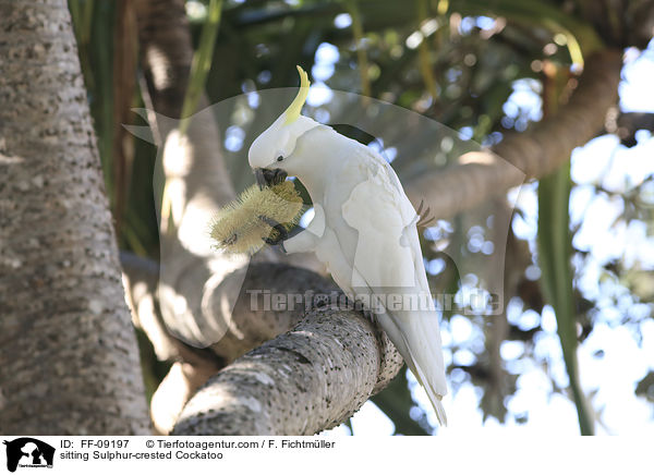sitting Sulphur-crested Cockatoo / FF-09197