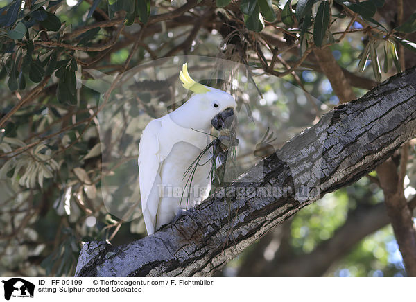 sitting Sulphur-crested Cockatoo / FF-09199