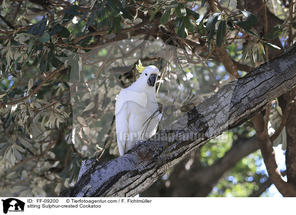 sitting Sulphur-crested Cockatoo / FF-09200