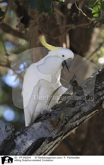 sitting Sulphur-crested Cockatoo / FF-09204