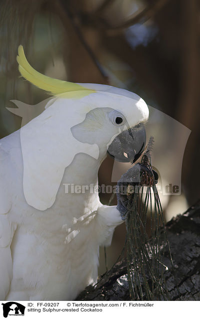 sitting Sulphur-crested Cockatoo / FF-09207
